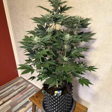 World of Seeds - Burger Kush EV