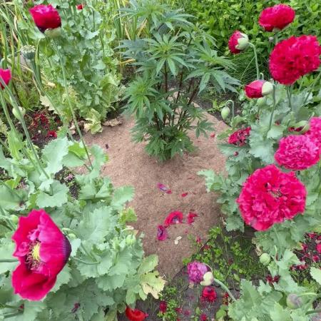 Dutch Passion - GMO Fast Outdoor 2026