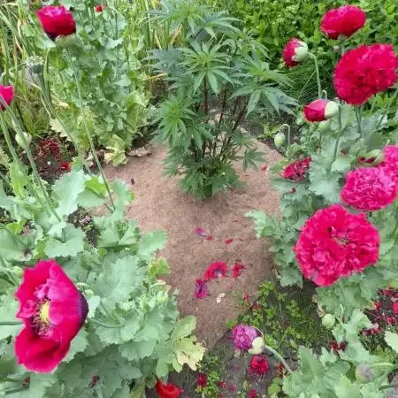 Dutch Passion - GMO Fast Outdoor 2026