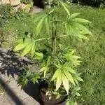 Royal CBG auto RQS outdoor 2nd run 2025