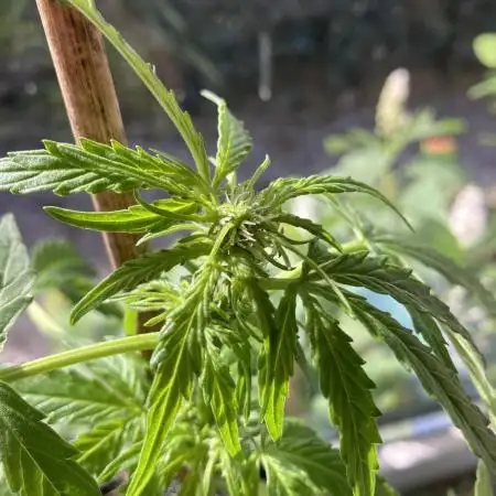 MilkyWay F1 RQS Outdoor