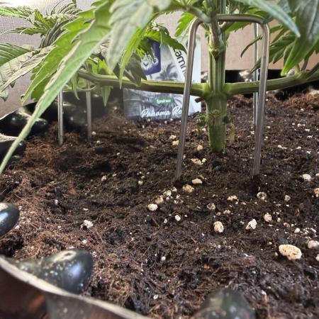 Zamnesia Landrace Pack - Panama Red