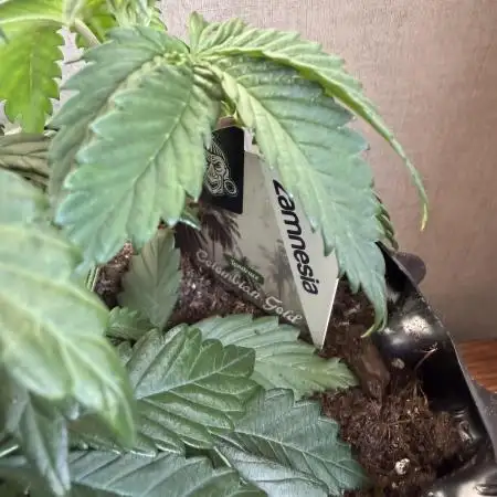 Zamnesia Landrace Pack - Colombian Gold