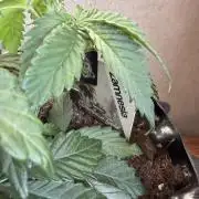 Zamnesia Landrace Pack - Colombian Gold