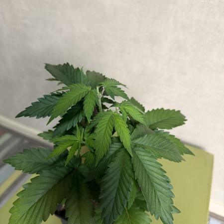 WoS - Burger Kush Early V. Outdoor 2026