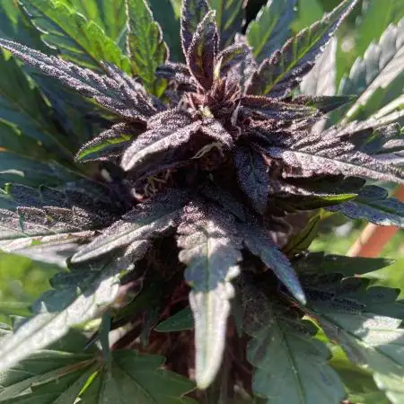 Purplematic CBD RQS Outdoor 2nd run 2025