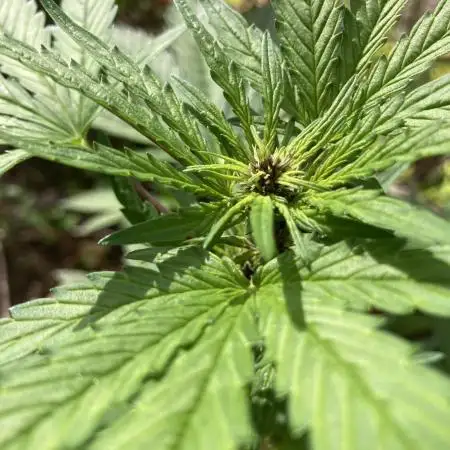 Purplematic CBD RQS Outdoor 2nd run 2025