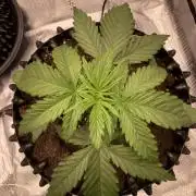 Zamnesia Landrace Pack - Afghani indoor