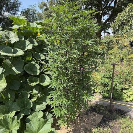 Dutch Passion - GMO Fast Outdoor 2026