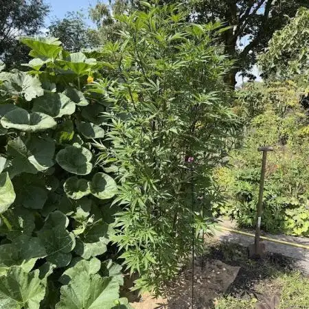 Dutch Passion - GMO Fast Outdoor 2026