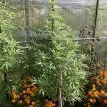 Euphoria CBD RQS Outdoor