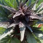 Purplematic CBD RQS Outdoor 2nd run 2025