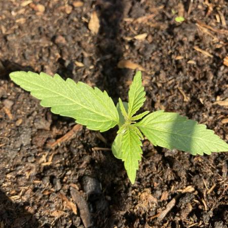 WhiteWidow auto Zamnesia Outdoor 2nd run