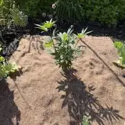 Dutch Passion - GMO Fast Outdoor 2026
