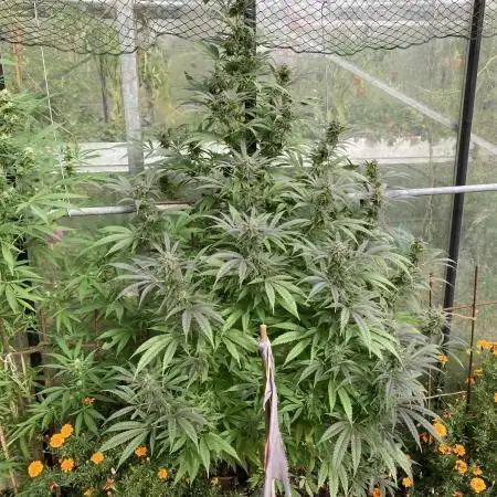 Euphoria CBD RQS Outdoor