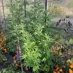 Euphoria CBD RQS Outdoor