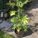 Royal CBG auto RQS outdoor 2nd run 2025