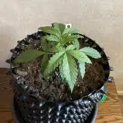 Zamnesia Landrace Pack - Afghani indoor