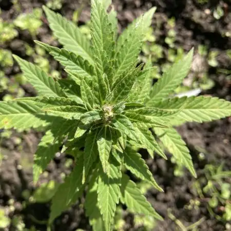 Royal CBG auto RQS outdoor