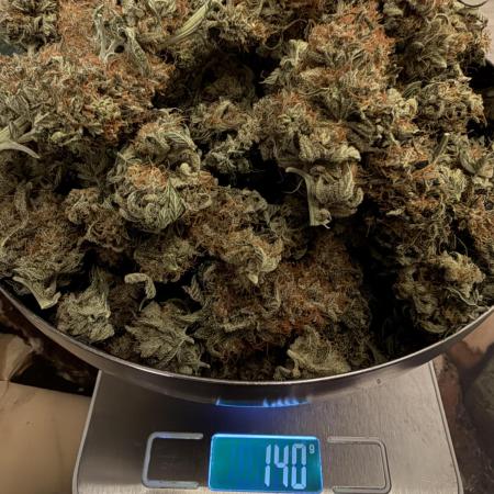 Zamnesia Landrace Pack - Afghani indoor