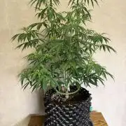Zamnesia Landrace Pack - Afghani indoor