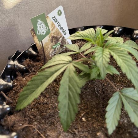 Zamnesia Landrace Pack - Lamb's Bread