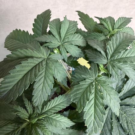 WoS - Appalachian Kush EV Outdoor 2026