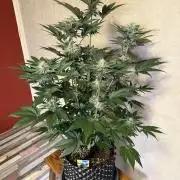 World of Seeds - Burger Kush EV