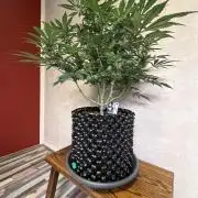 Zamnesia Landrace Pack - Panama Red