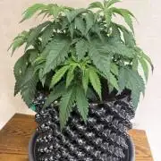 Zamnesia Landrace Pack - Panama Red