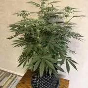 Zamnesia Landrace Pack - Lamb's Bread