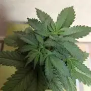 Dutch Passion - GMO Fast Outdoor 2026