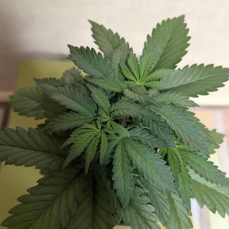 Dutch Passion - GMO Fast Outdoor 2026