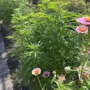 WoS - Amnesia Early Version Outdoor 2026
