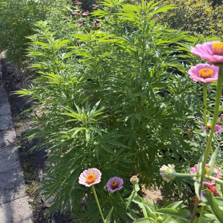 WoS - Amnesia Early Version Outdoor 2026