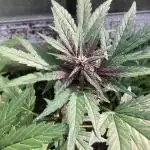 Purplematic CBD RQS Outdoor 2nd run 2025