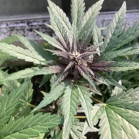 Purplematic CBD RQS Outdoor 2nd run 2025
