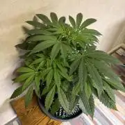 Zamnesia Landrace Pack - Lamb's Bread