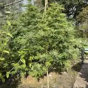 WoS - Amnesia Early Version Outdoor 2026
