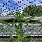 Black Runtz Zamnesia Seeds Outdoor