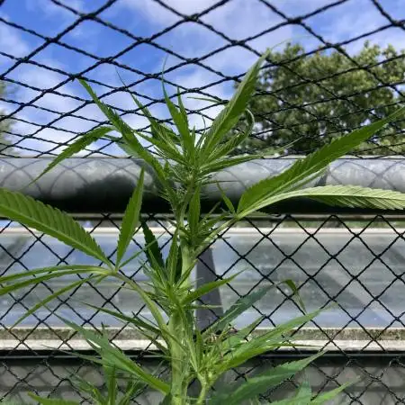 Black Runtz Zamnesia Seeds Outdoor
