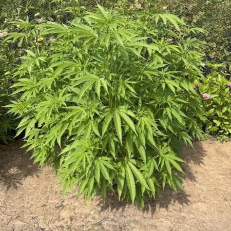 WoS - Burger Kush Early V. Outdoor 2026