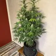 Zamnesia Landrace Pack - Afghani indoor