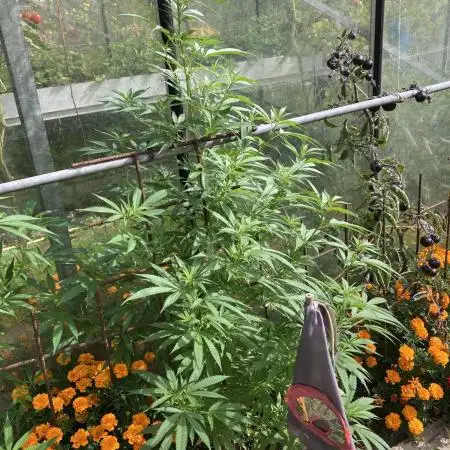 Euphoria CBD RQS Outdoor