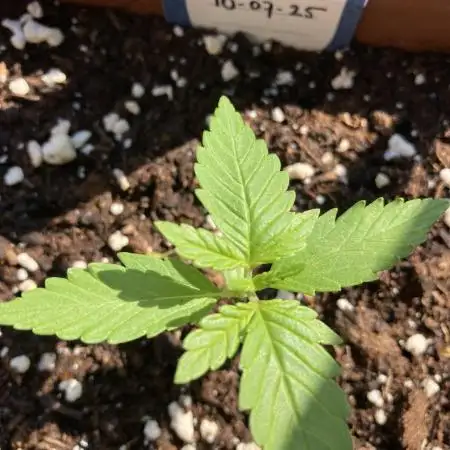 Purplematic CBD RQS Outdoor 2nd run 2025