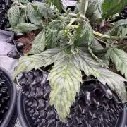Zamnesia Landrace Pack - Afghani indoor