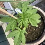Royal CBG auto RQS outdoor 2nd run 2025