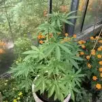 WhiteWidow auto Zamnesia Outdoor 2nd run