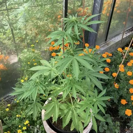 WhiteWidow auto Zamnesia Outdoor 2nd run