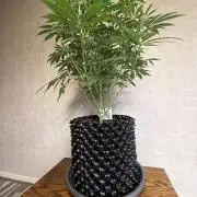 Zamnesia Landrace Pack - Lamb's Bread